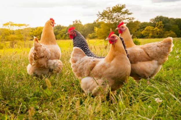 gallinas